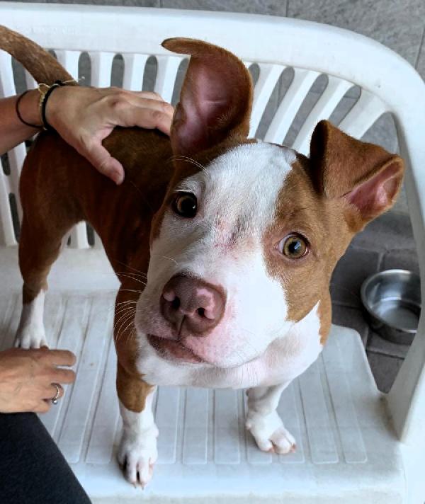 NALA ADORABILE CUCCIOLA Foto 4